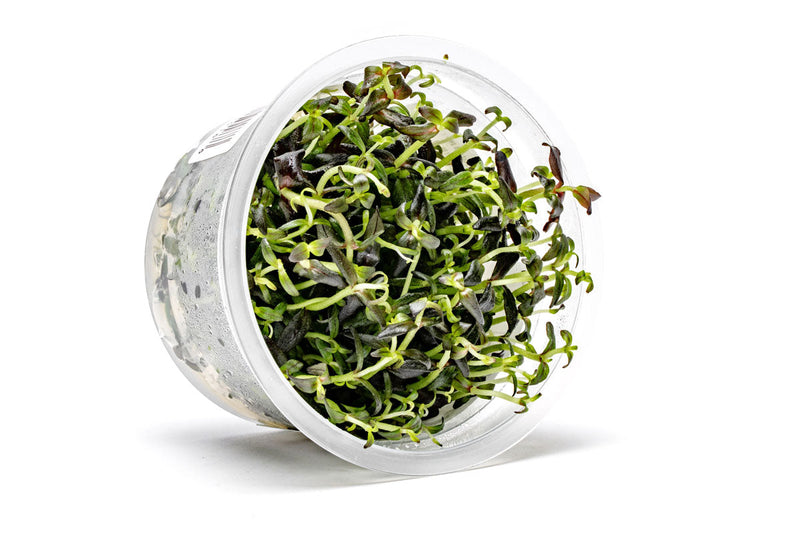Bacopa Salzmannii Purple Aquatic Farmer Tissue Culture Aquatic Plant - Buce Plant