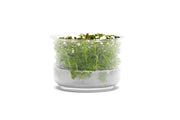 Bacopa Salzmannii 'Purple' UNS Tissue Culture Aquatic Plant - Buce Plant