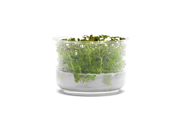 Bacopa Salzmannii 'Purple' UNS Tissue Culture Aquatic Plant - Buce Plant