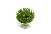 Bacopa Salzmannii 'Purple' UNS Tissue Culture Aquatic Plant - Buce Plant