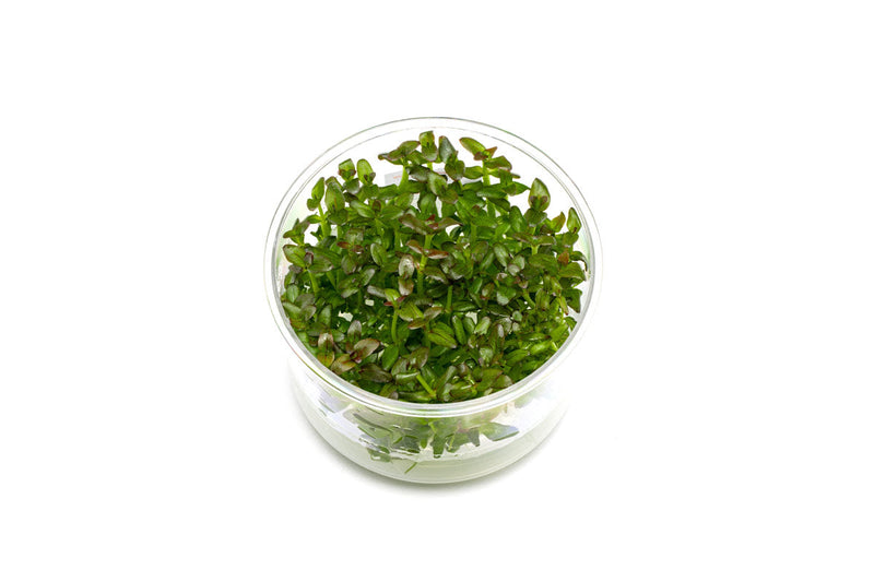 Bacopa Salzmannii 'Purple' UNS Tissue Culture Aquatic Plant - Buce Plant