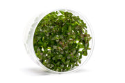 Bacopa Salzmannii 'Purple' UNS Tissue Culture Aquatic Plant - Buce Plant