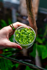 Bacopa Salzmannii 'Purple' UNS Tissue Culture Aquatic Plant - Buce Plant