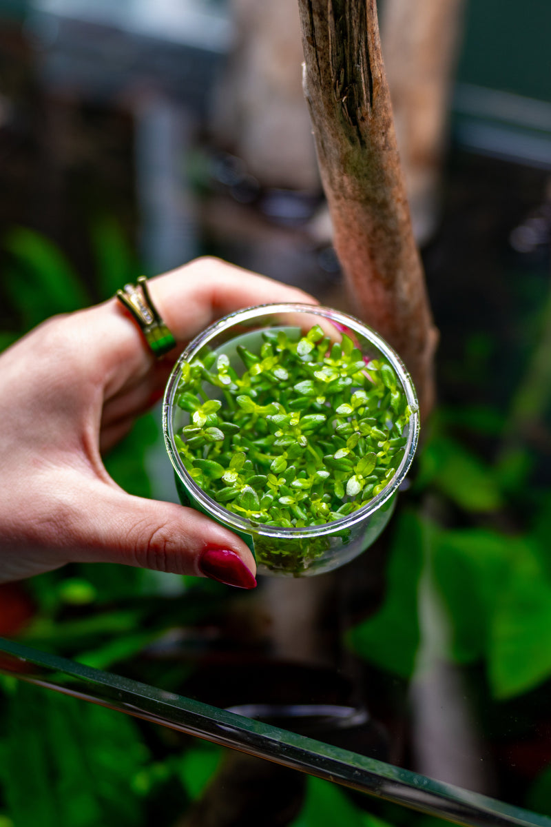 Bacopa Salzmannii 'Purple' UNS Tissue Culture Aquatic Plant - Buce Plant