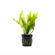 Assorted aquatic plants in a beginner plant pack from ACW, showcasing various green aquatic plant species for aquariums.