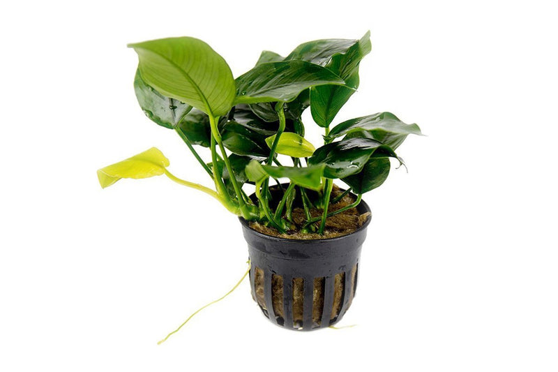 Assorted aquatic plants from ACW Beginner Plant Pack, suitable for freshwater aquariums, with lush green leaves and vibrant foliage.