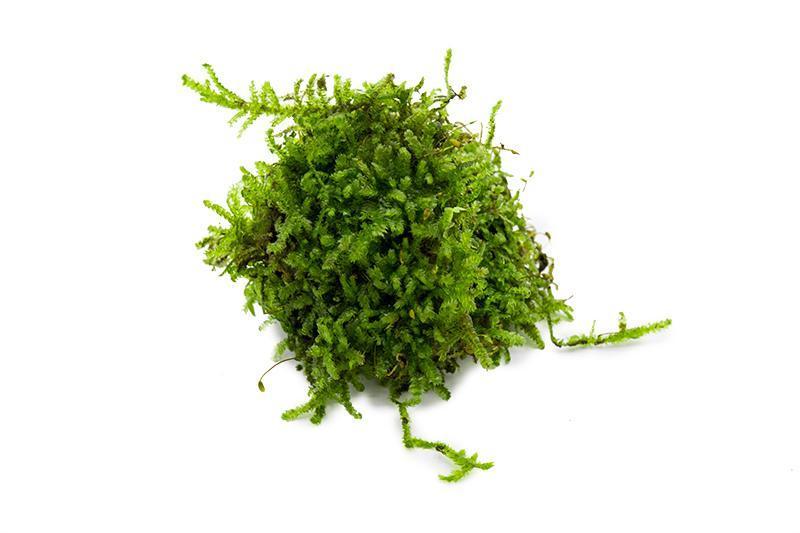 Aquatic plant beginner pack by ACW, featuring various aquatic plants for new aquarium setups, shown in the image.