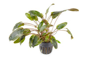 Assorted aquatic plants in the ACW Beginner Plant Pack for freshwater aquariums, showcasing lush green aquatic plant varieties.
