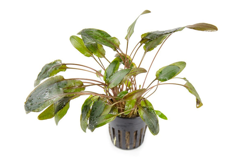 Assorted aquatic plants in the ACW Beginner Plant Pack for freshwater aquariums, showcasing lush green aquatic plant varieties.