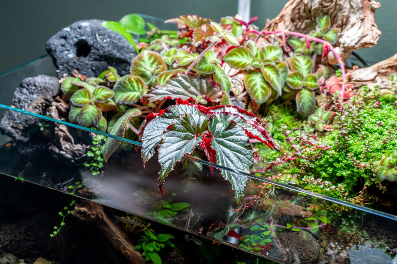 Begonia Arabian Sunset Terrarium Plant - Buce Plant
