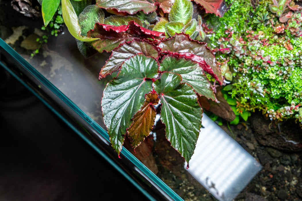 Begonia Arabian Sunset