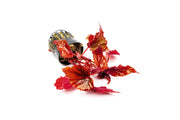 Begonia Arabian Sunset Terrarium Plant - Buce Plant