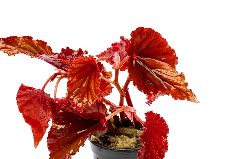 Begonia Arabian Sunset Terrarium Plant - Buce Plant