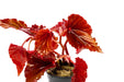 Begonia Arabian Sunset