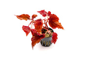 Begonia Arabian Sunset Terrarium Plant - Buce Plant