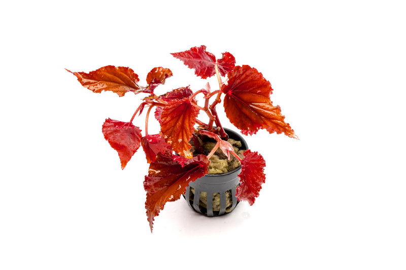Begonia Arabian Sunset Terrarium Plant - Buce Plant