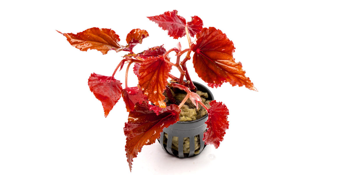 begonia-arabian-sunset-