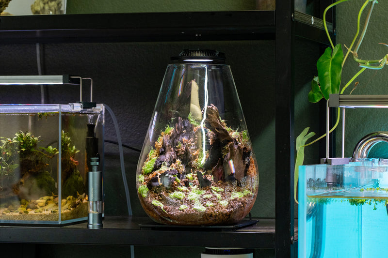 Ultum Nature Systems Bio Bowl Terrarium Aquarium Kit with glass bowl, plants, and decorative elements for creating a mini eco-ecosystem.