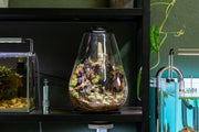 Ultum Nature Systems Bio Bowl Terrarium Kit with glass container, soil, plants, and accessories for creating a small eco-friendly aquarium