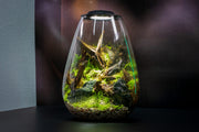 Ultum Nature Systems Bio Bowl Terrarium Aquarium Kit with clear glass bowl, lush greenery, and decorative natural elements.