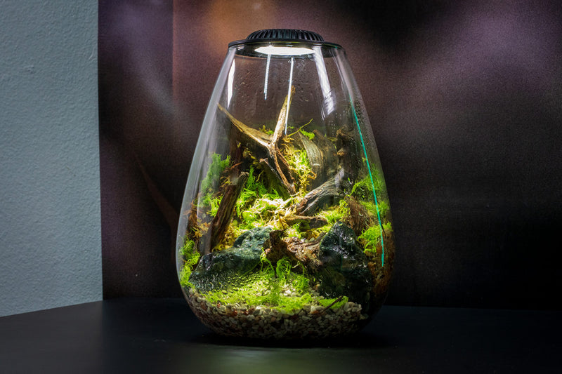 Ultum Nature Systems Bio Bowl Terrarium Aquarium Kit with clear glass bowl, lush greenery, and decorative natural elements.