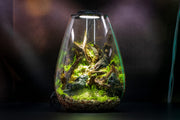 Ultum Nature Systems Bio Bowl Terrarium Kit with glass container, plants, and accessories for creating a mini ecosystem.