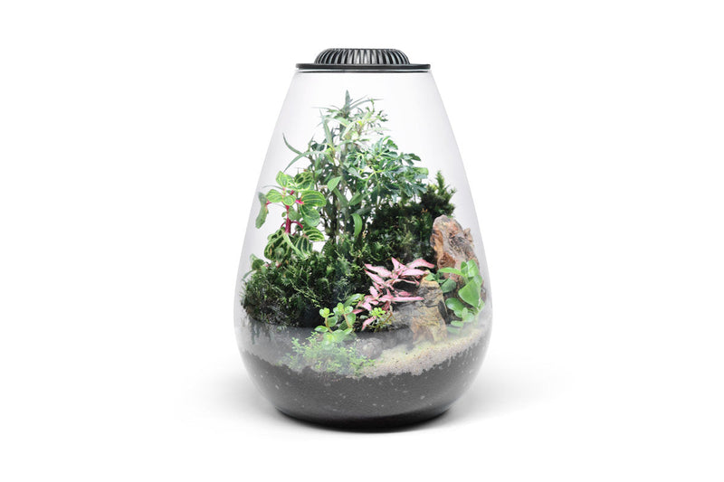 Ultum Nature Systems Bio Bowl Terrarium Aquarium Kit with glass bowl, plants, and accessories for creating a mini ecosystem.