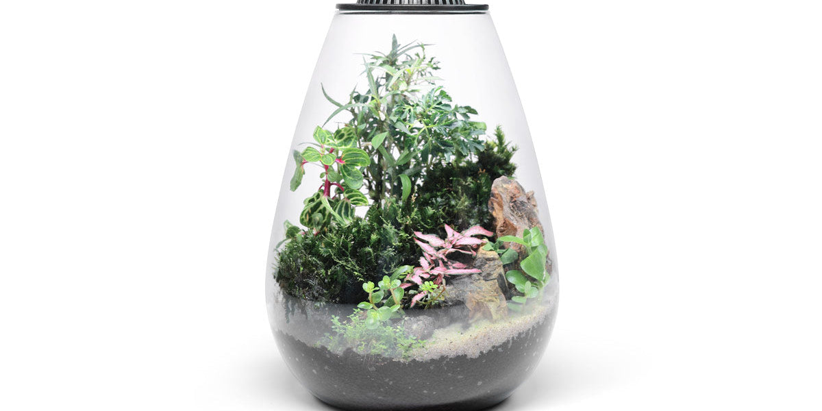 huabei plant terrarium Bio Bowl Terrarium Kit — Buce Plant