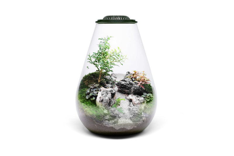 Ultum Nature Systems Bio Bowl Terrarium Aquarium Kit with glass bowl, plants, and accessories for creating a mini ecosystem.