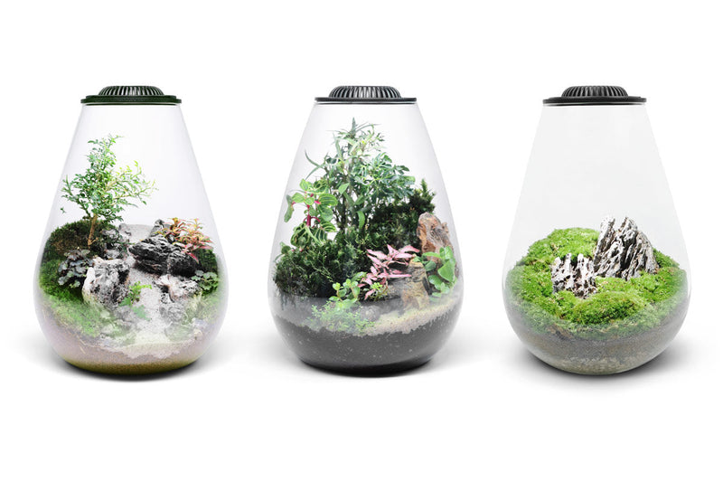 Ultum Nature Systems Bio Bowl Terrarium Kit with aquarium setup, includes glass bowl, plants, and accessories for creating a mini ecosystem.
