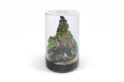 Bio Cylinder Terrarium Kit Aquarium Kit - Buce Plant