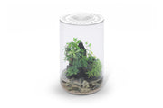 Bio Cylinder Terrarium Kit Aquarium Kit - Buce Plant