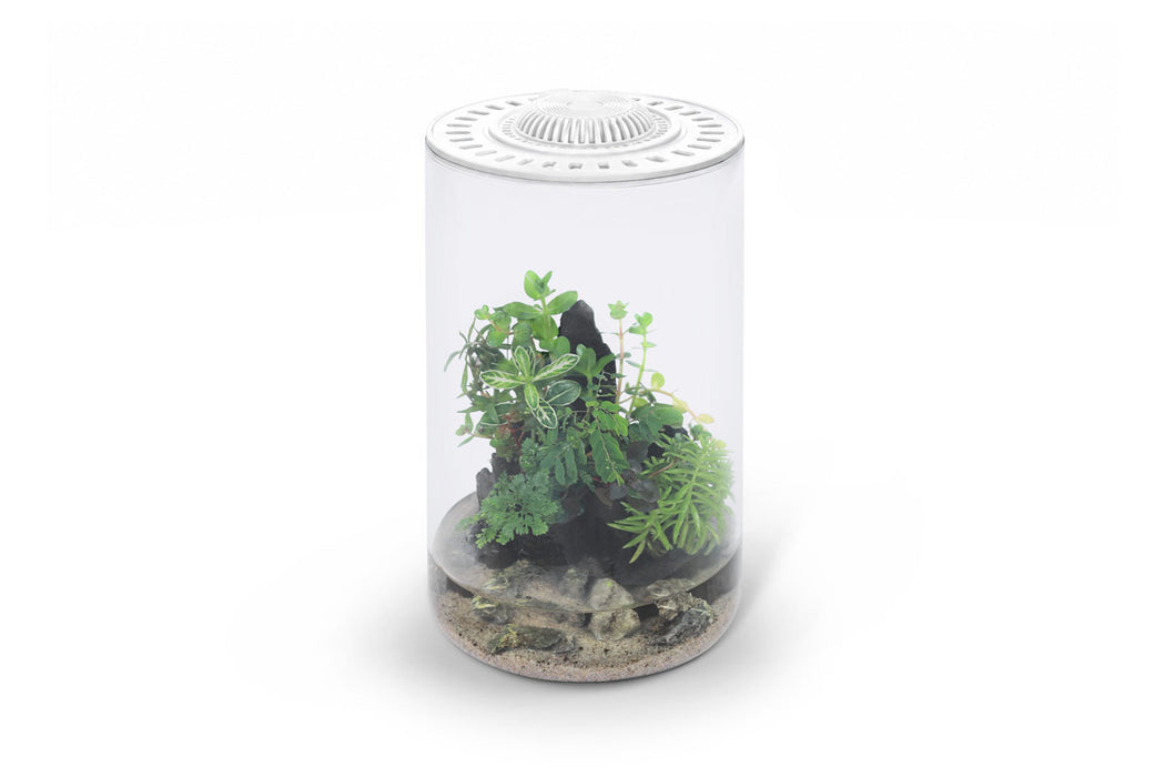 Ultum Nature Systems Bio Cylinder Terrarium Aquarium Kit with clear glass cylinder and natural plant setup inside