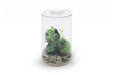 Ultum Nature Systems Bio Cylinder Terrarium Aquarium Kit with clear glass cylinder and natural plant setup inside