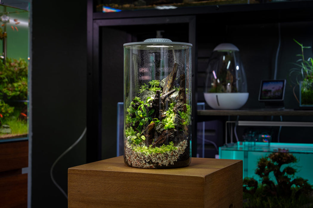 Ultum Nature Systems Bio Cylinder Terrarium Aquarium Kit with clear glass cylinder and natural plant setup inside.