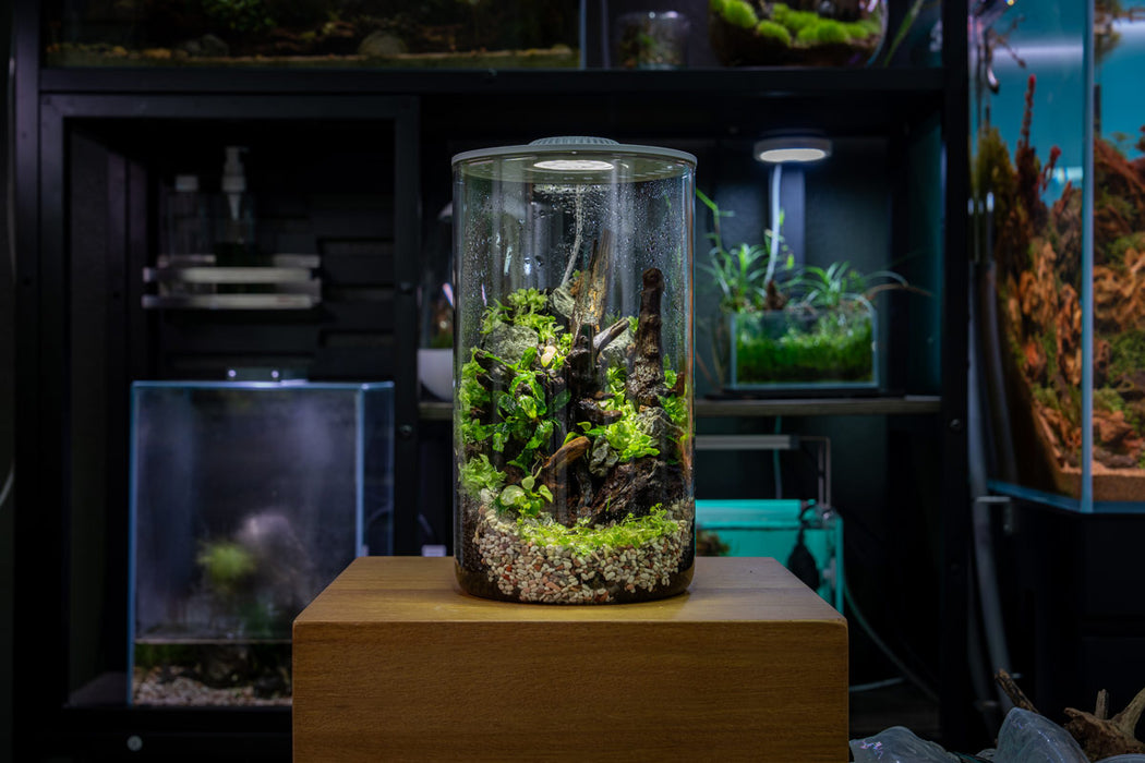 Ultum Nature Systems Bio Cylinder Terrarium Kit with aquarium components in a clear cylindrical container.
