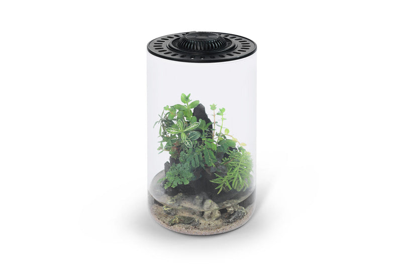 Bio Cylinder Terrarium Kit Aquarium Kit - Buce Plant
