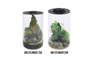 Bio Cylinder Terrarium Kit Aquarium Kit - Buce Plant