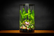 Bio Cylinder Terrarium Kit Aquarium Kit - Buce Plant