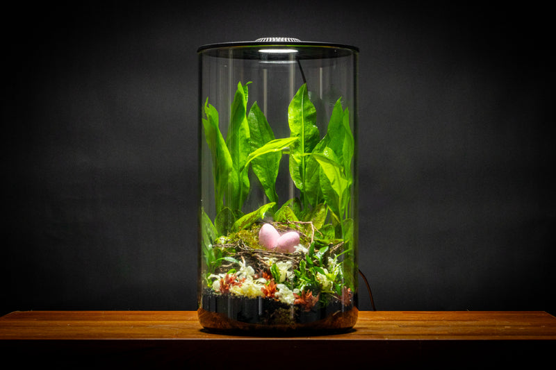Bio Cylinder Terrarium Kit Aquarium Kit - Buce Plant