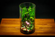 Bio Cylinder Terrarium Kit Aquarium Kit - Buce Plant