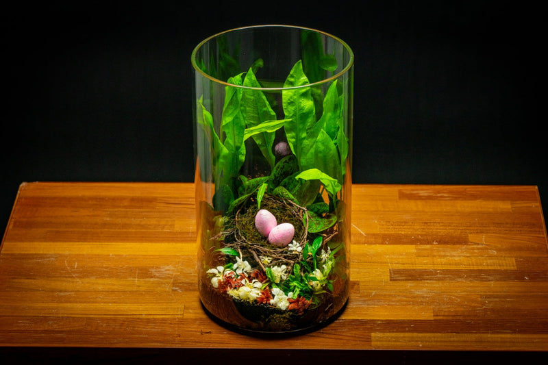 Bio Cylinder Terrarium Kit Aquarium Kit - Buce Plant
