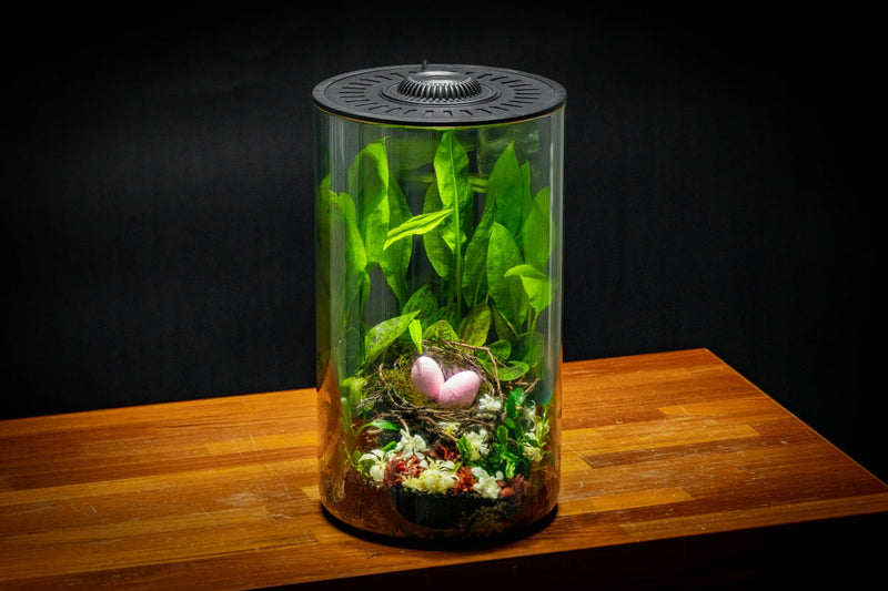 Bio Cylinder Terrarium Kit Aquarium Kit - Buce Plant