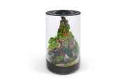 Bio Cylinder Terrarium Kit Aquarium Kit - Buce Plant