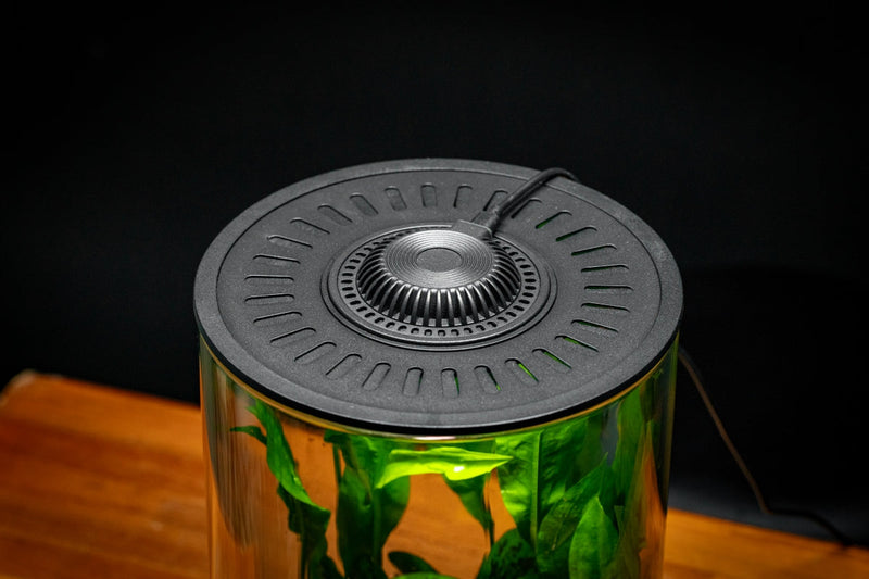 Bio Cylinder Terrarium Kit Aquarium Kit - Buce Plant