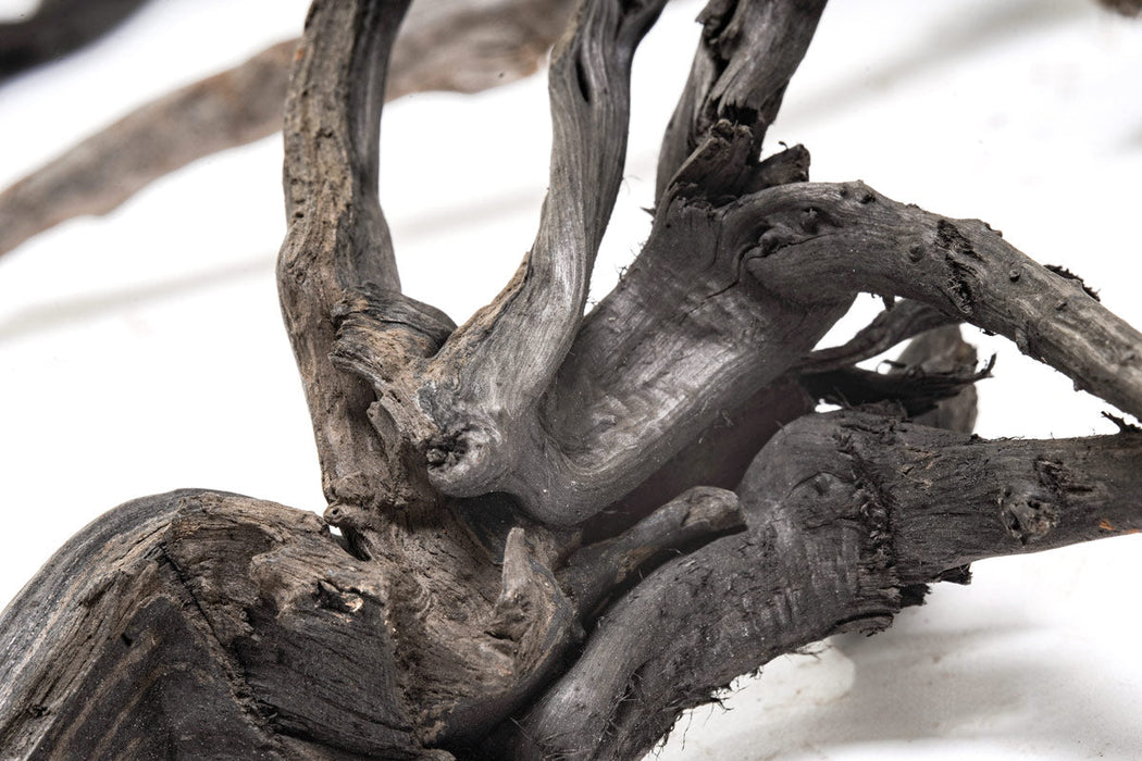 Black Forest Spiderwood