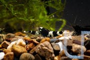 Black King Kong Shrimp by JA, large black shrimp with distinctive dark coloration, shown in a natural aquatic setting.