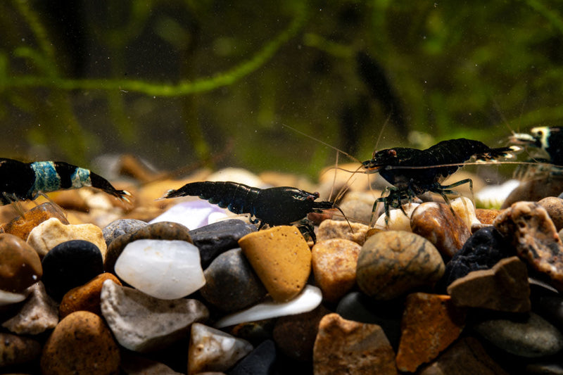 Black King Kong Shrimp from JA, large freshwater shrimp with dark coloration, shown in a close-up image.