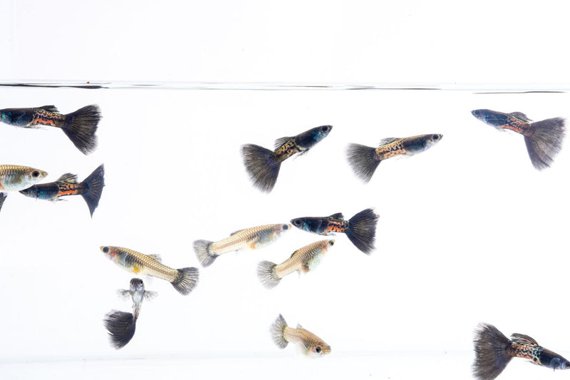 Black Metal Cobra Guppies, vibrant freshwater fish with striking black and metallic coloration, in a natural aquarium setting.
