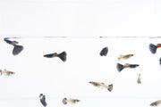 Black Metal Cobra Guppies by JA are vibrant freshwater fish with striking black and metallic coloration, ideal for aquarium enthusiasts.